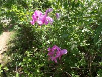 SAM 1698